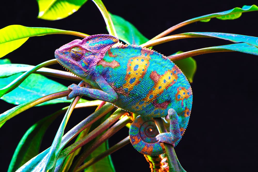 leadership lessons from chameleons