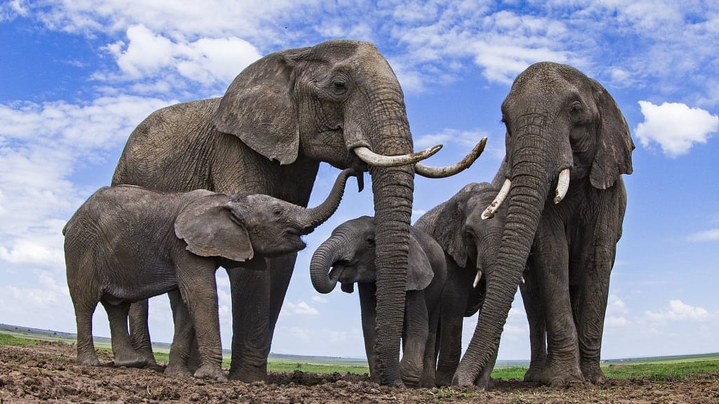 Leadership lessons from elephants