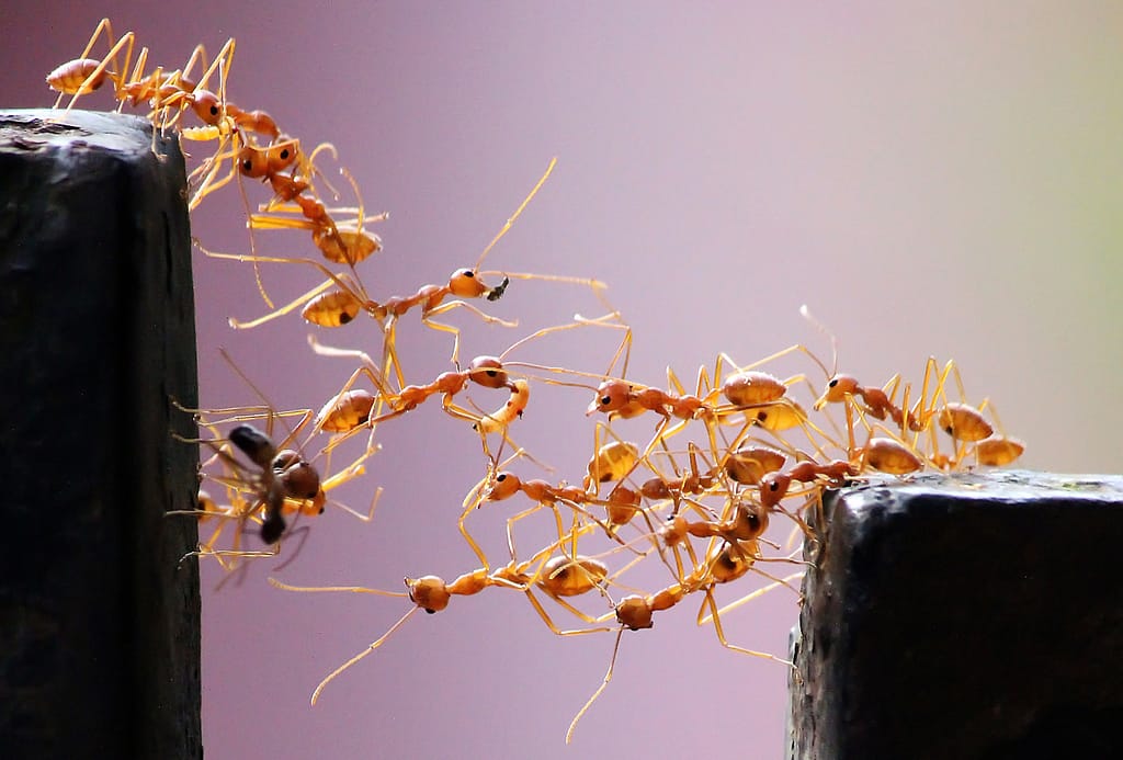 Leadership lessons from ants