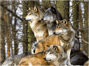 leadership lessons from wolves