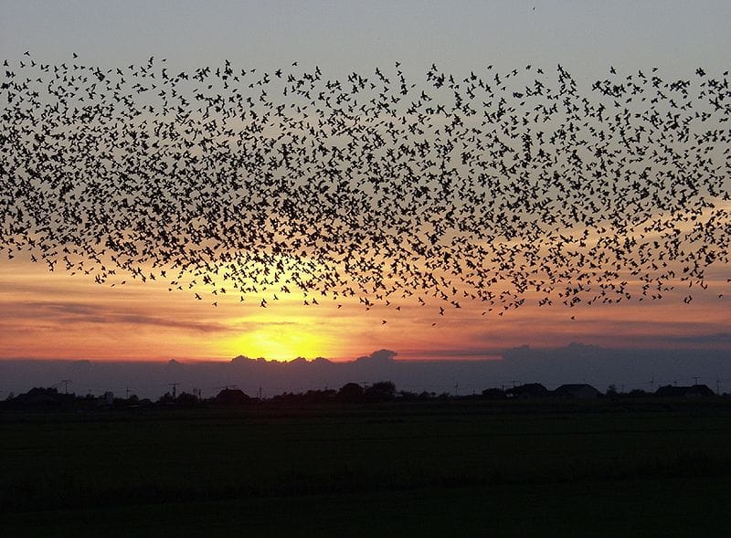 leadership lessons from birds